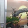 9. Међународни Фестивал Науке 2015.